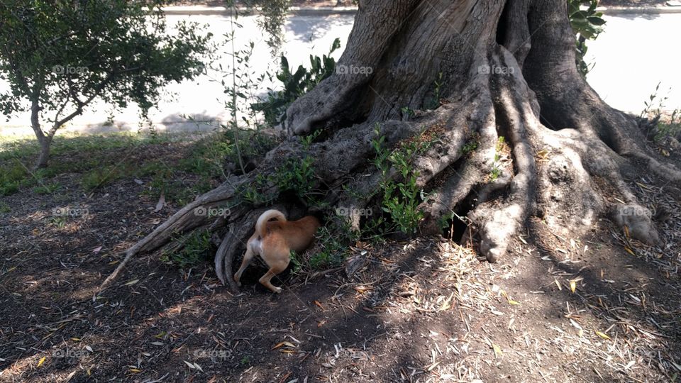 A dog finds something under a tree