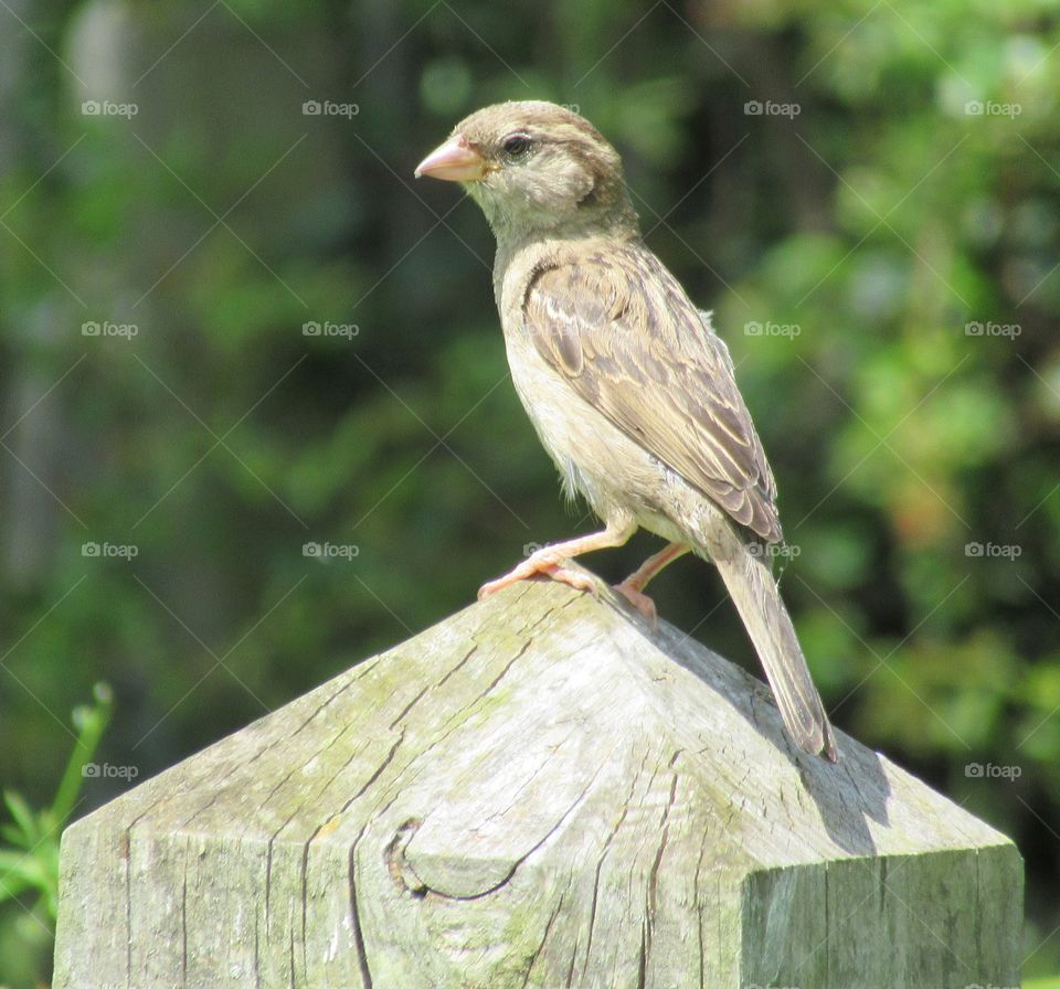 House sparrow on wooden post
