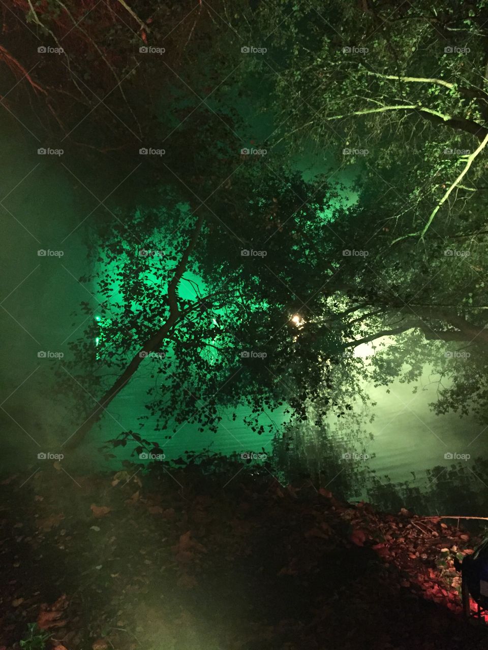 Trees in Green Light