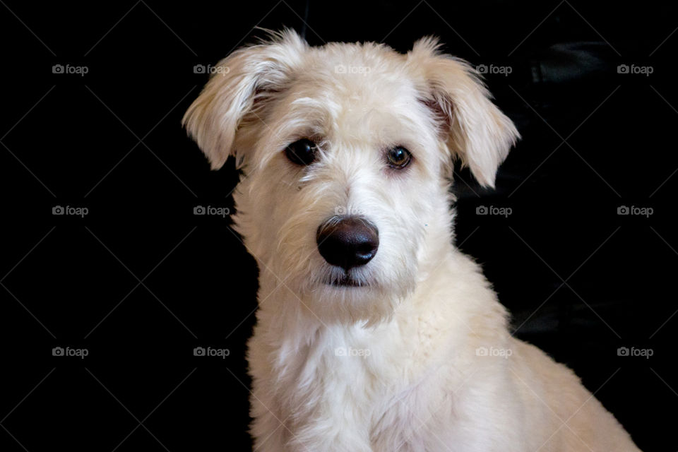 A cute white dog with a black background