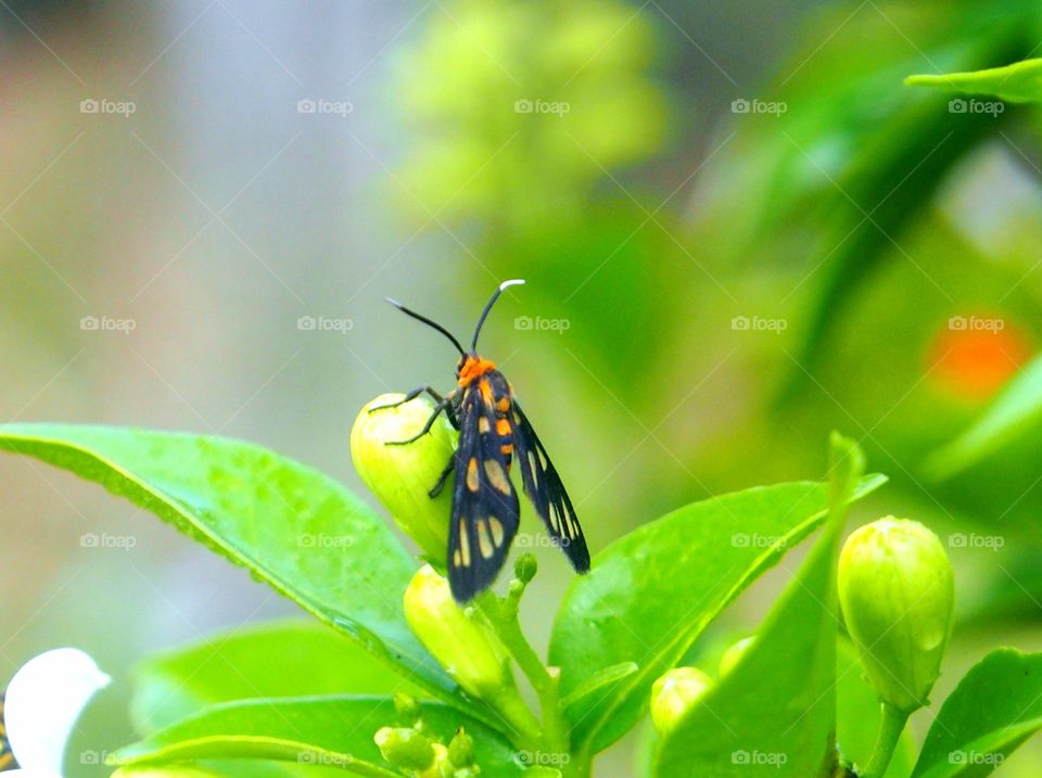 Insect on the flower bud