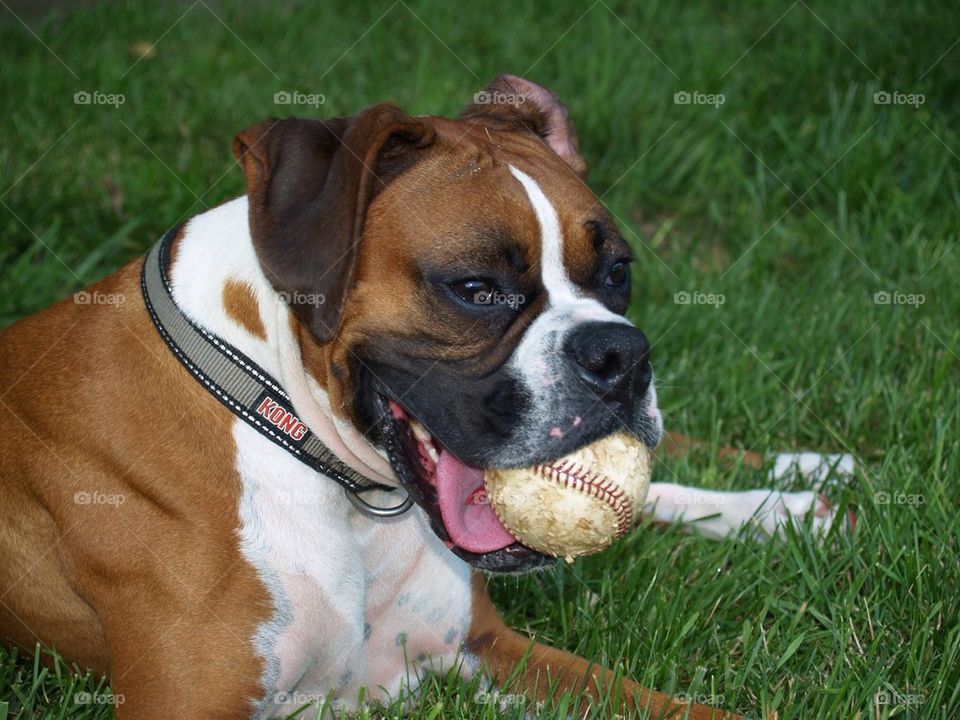 Dog with a baseball