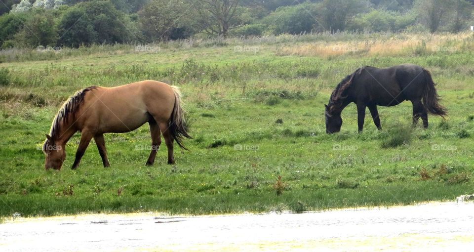 wild horses grazing. Merci