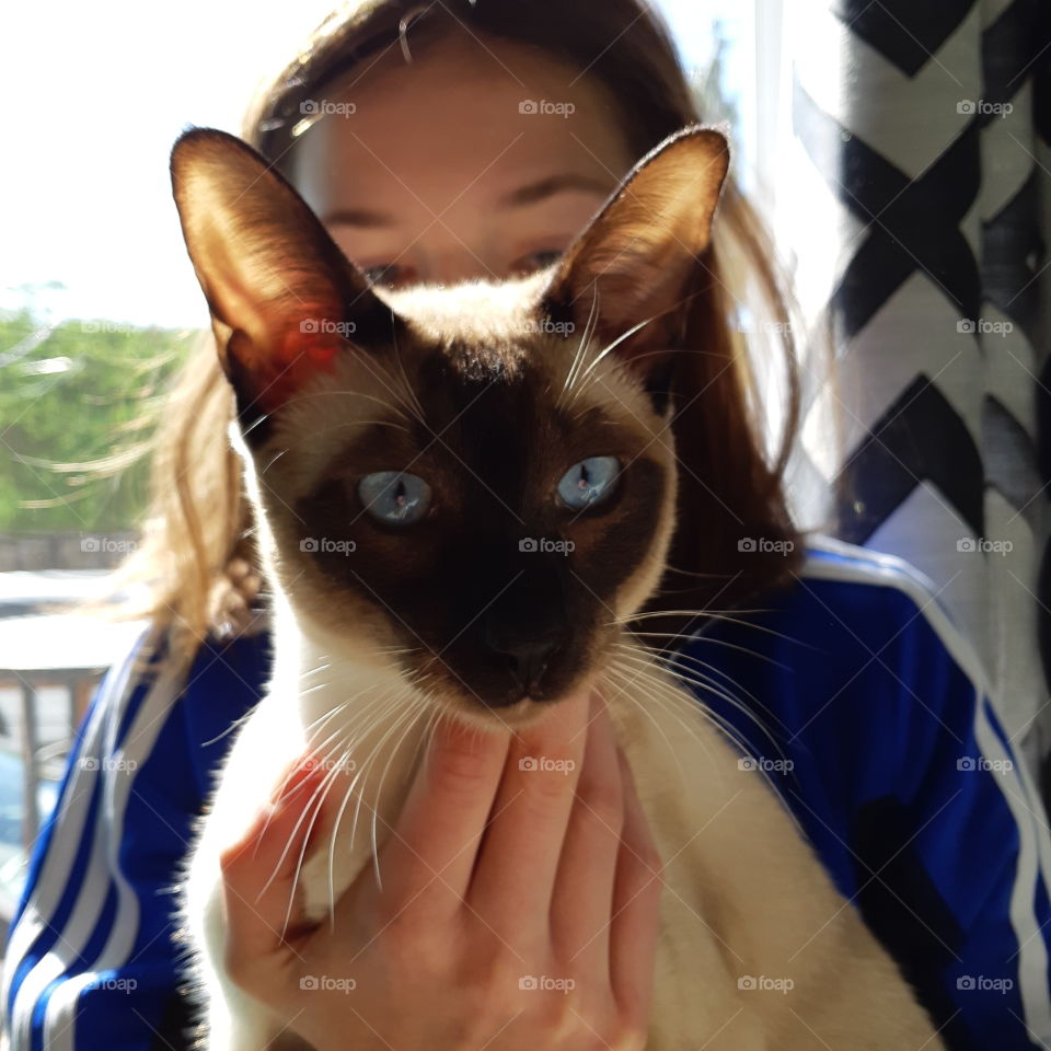 Happy Siamese cat