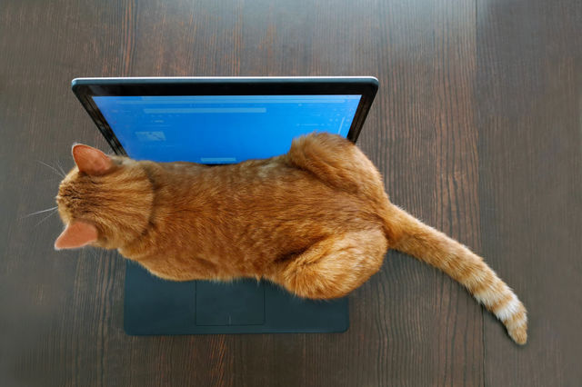 Ginger cat sitting on laptop.