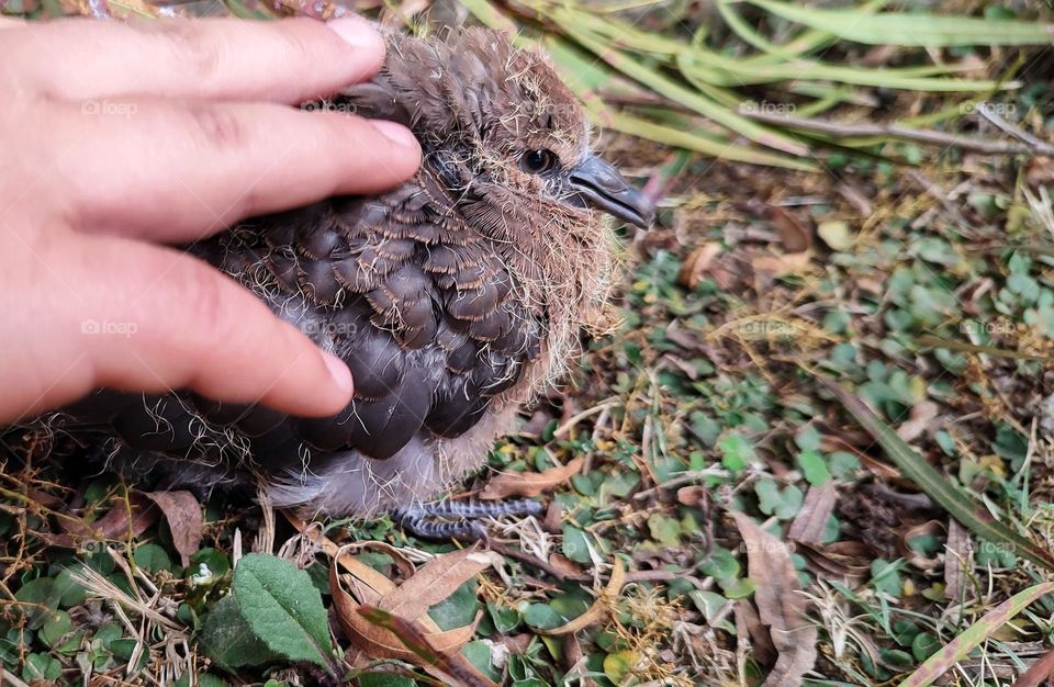 Touching a young Dove