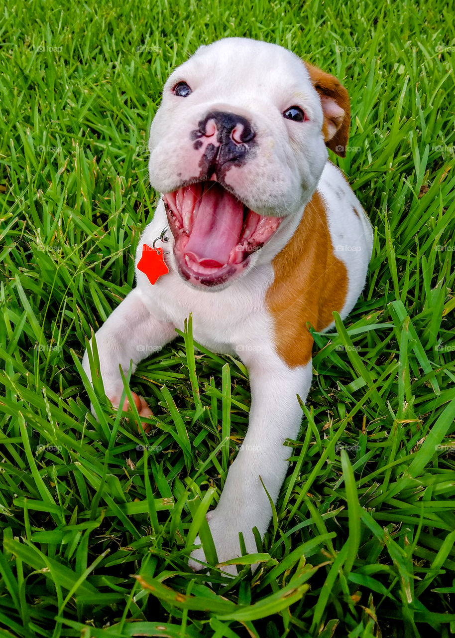 Young Bulldog Puppy