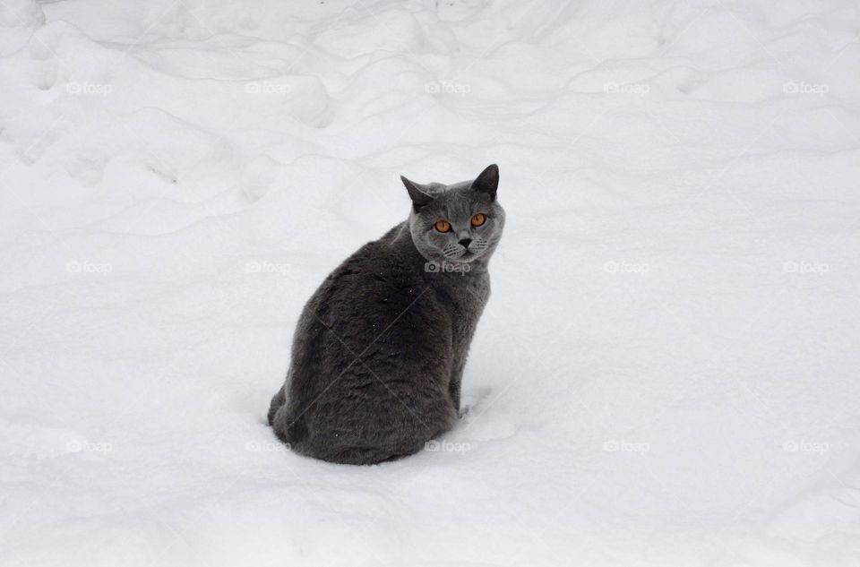 British Blue shorthair cat sitting in the snow