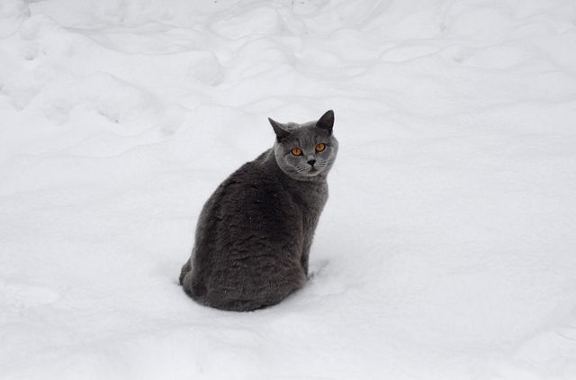 British Blue shorthair cat sitting in the snow
