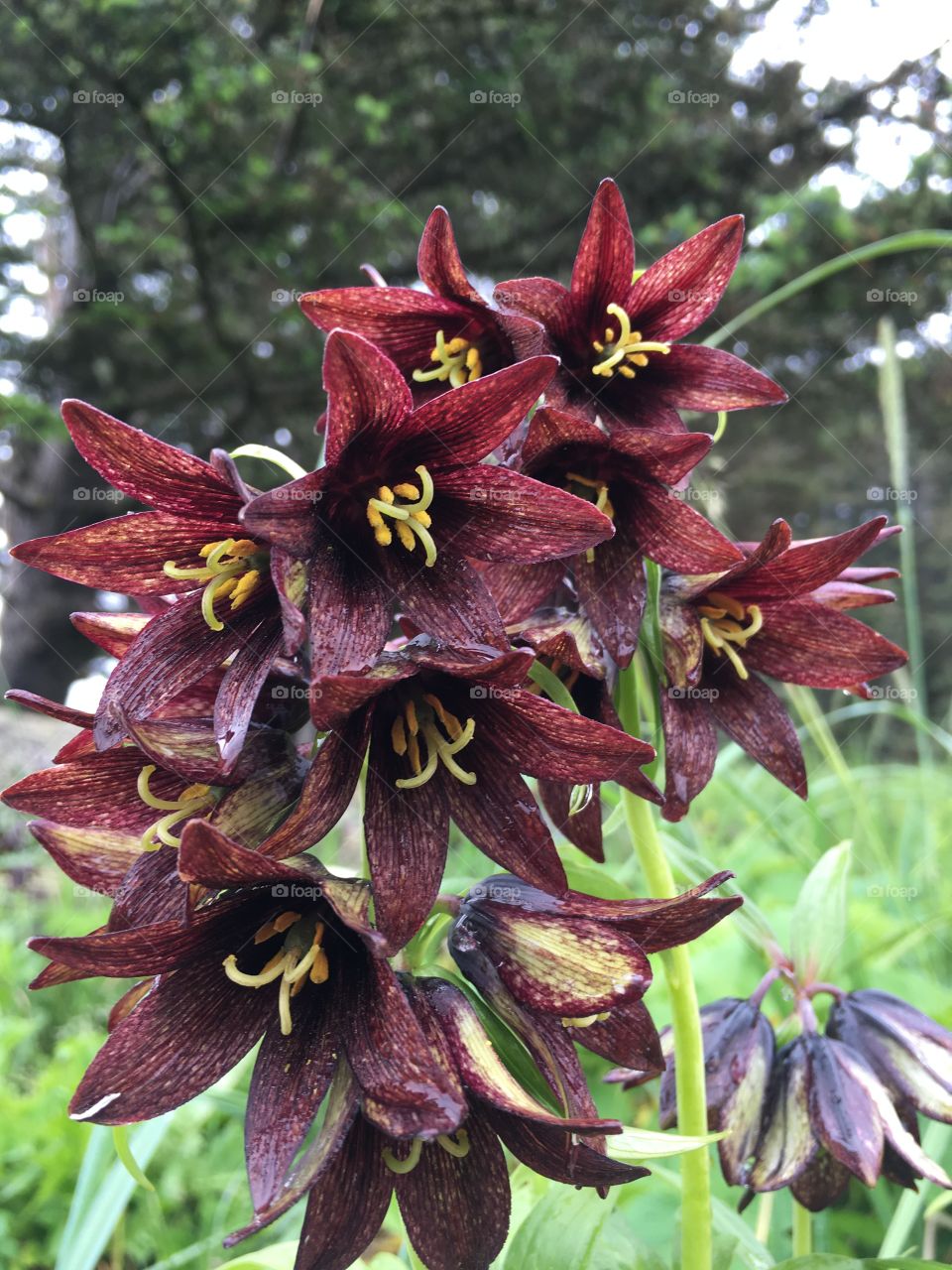Chocolate Lily, Kodiak, Alaska 