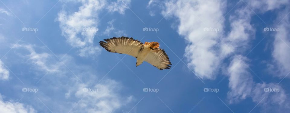 bird of prey In the blue sky. May 2015, I had this wonderfull occasion to take this raptors in the sky on our way to château de la Loire.