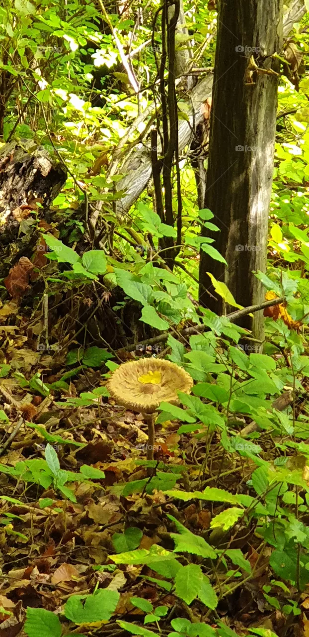 autumn in the forest