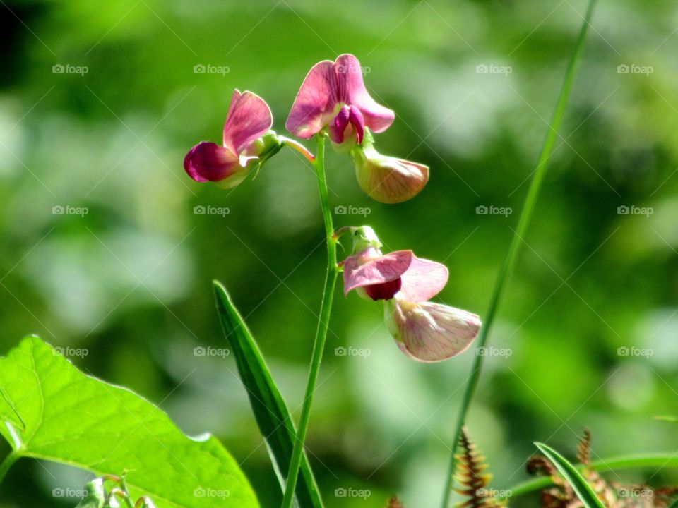 Everlasting-pea wildflower meadow