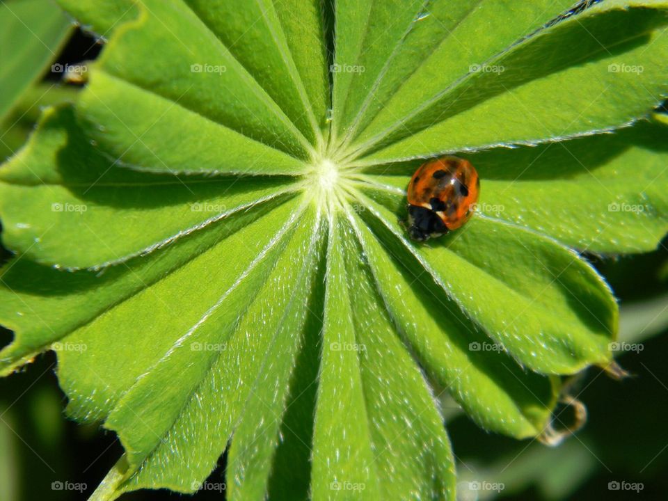Ladybug