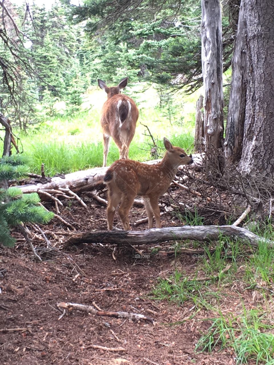 Baby deer (fawn) stops for a look