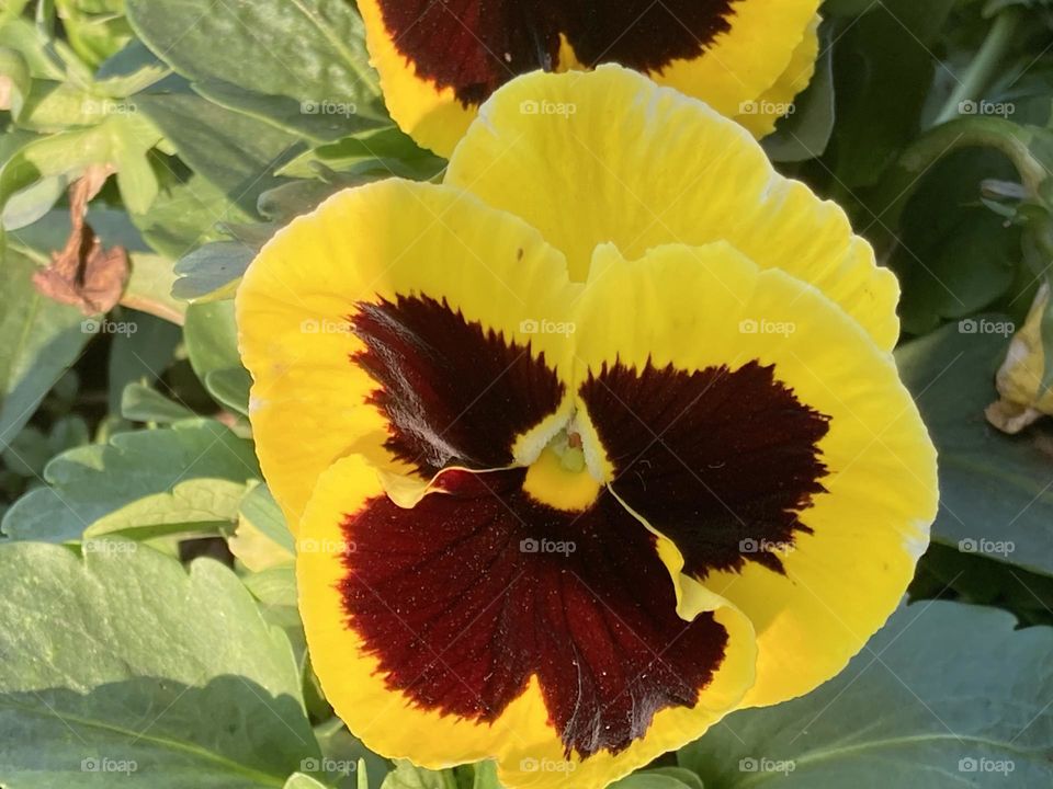 Amor perfeito amarelo com detalhes bordô rodeado por folhas verdes.