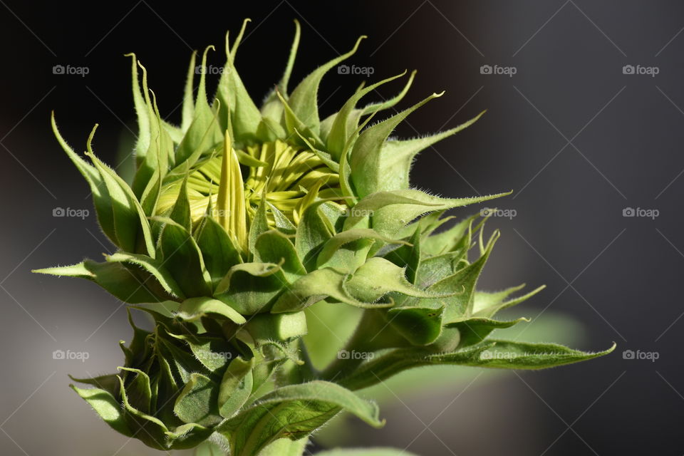 Sunflower floral bud/Broto floral do girassol