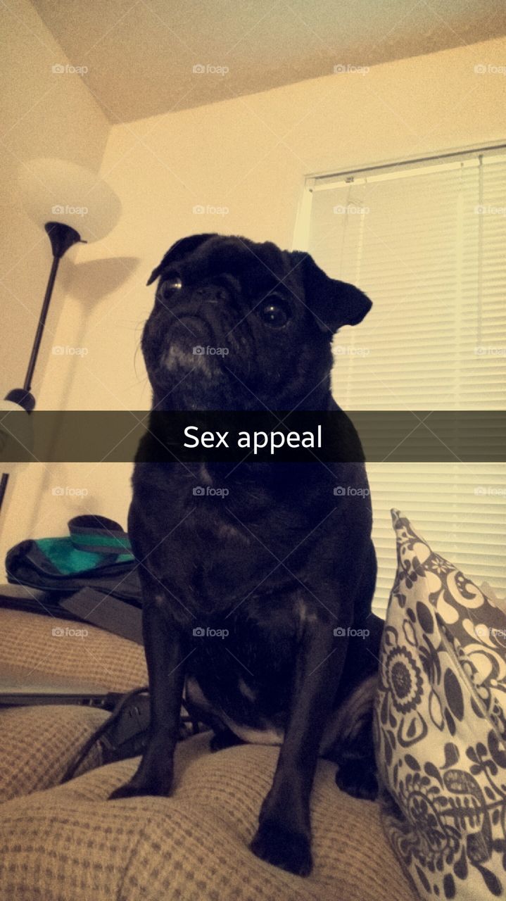 sexy pug appeal