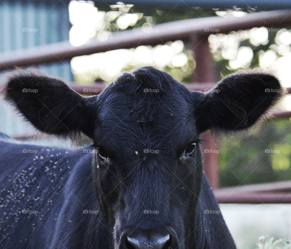 Young black calf. 