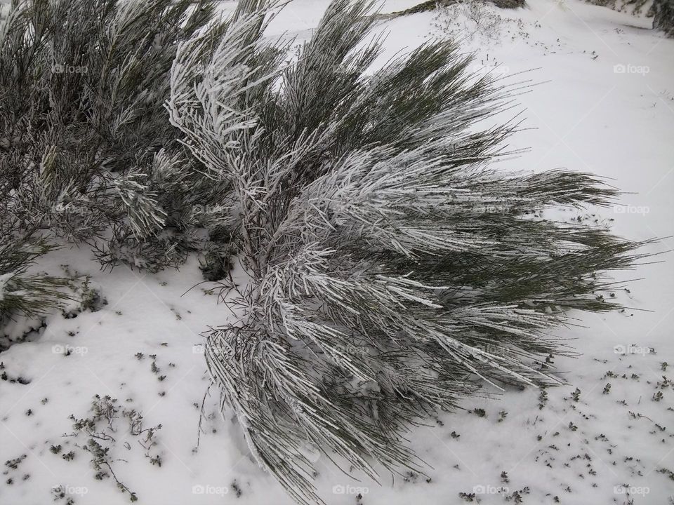 Broom bent by the wind with snow on the mountain