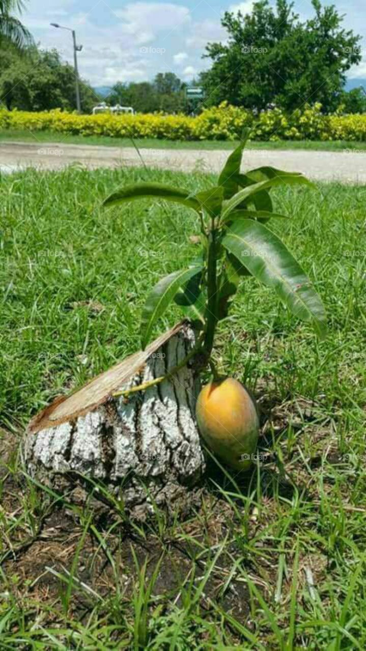 high breed mango grafting
