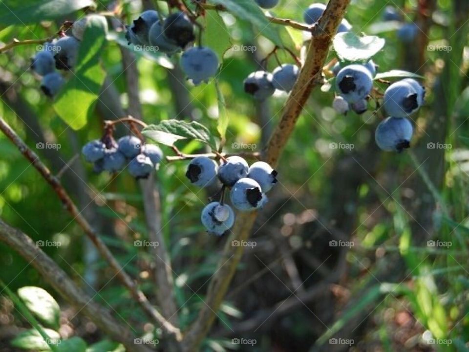 Blueberries!