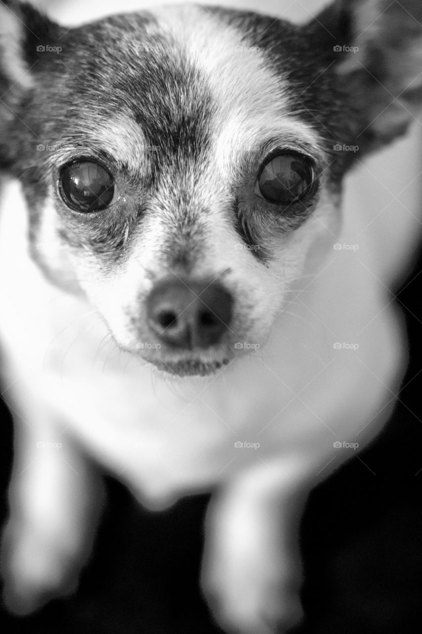 Chihuahua face