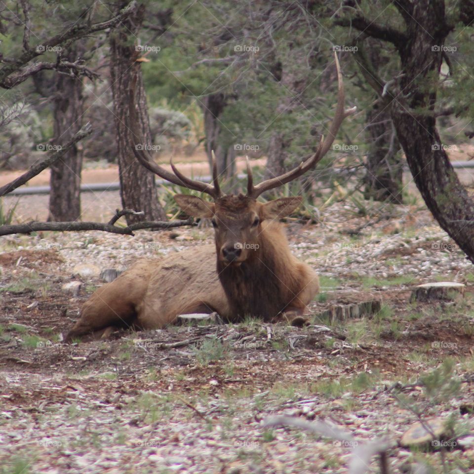 Elk