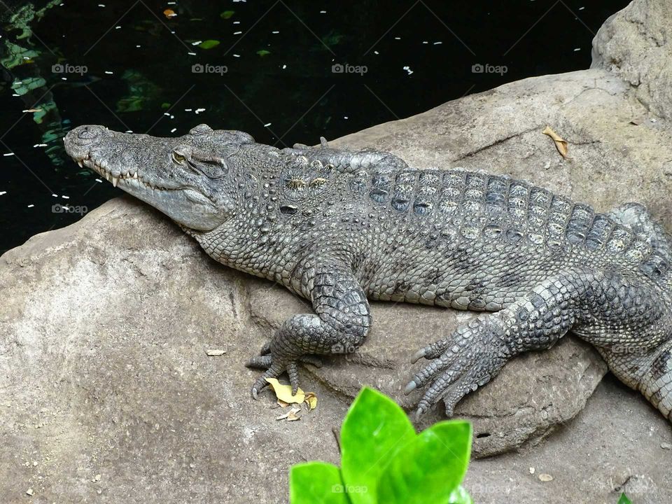 Crocodile