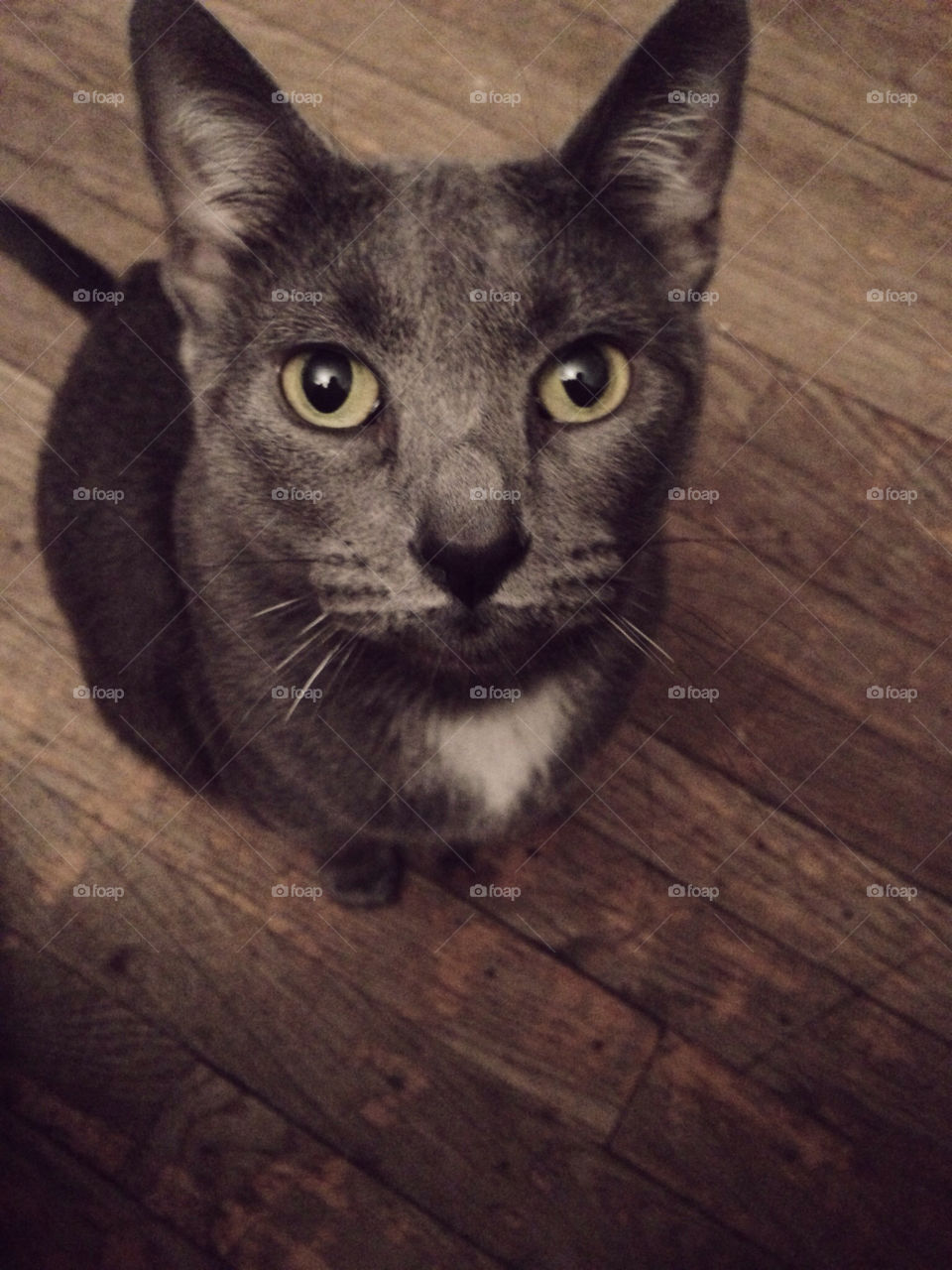 yellow gray cat eyes by Tvalentin25