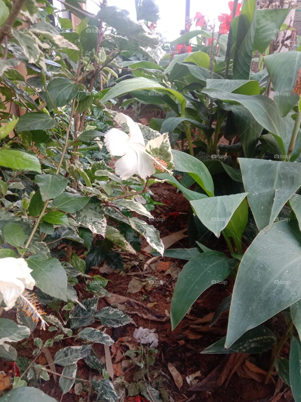 Hisbiscus Blooms ❤️🌼