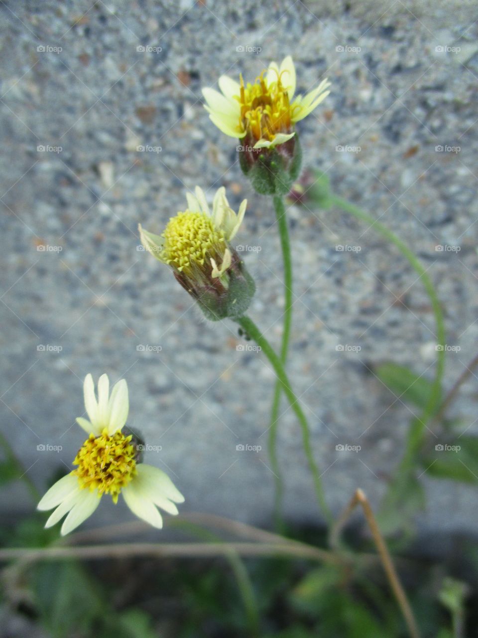 Grass flower