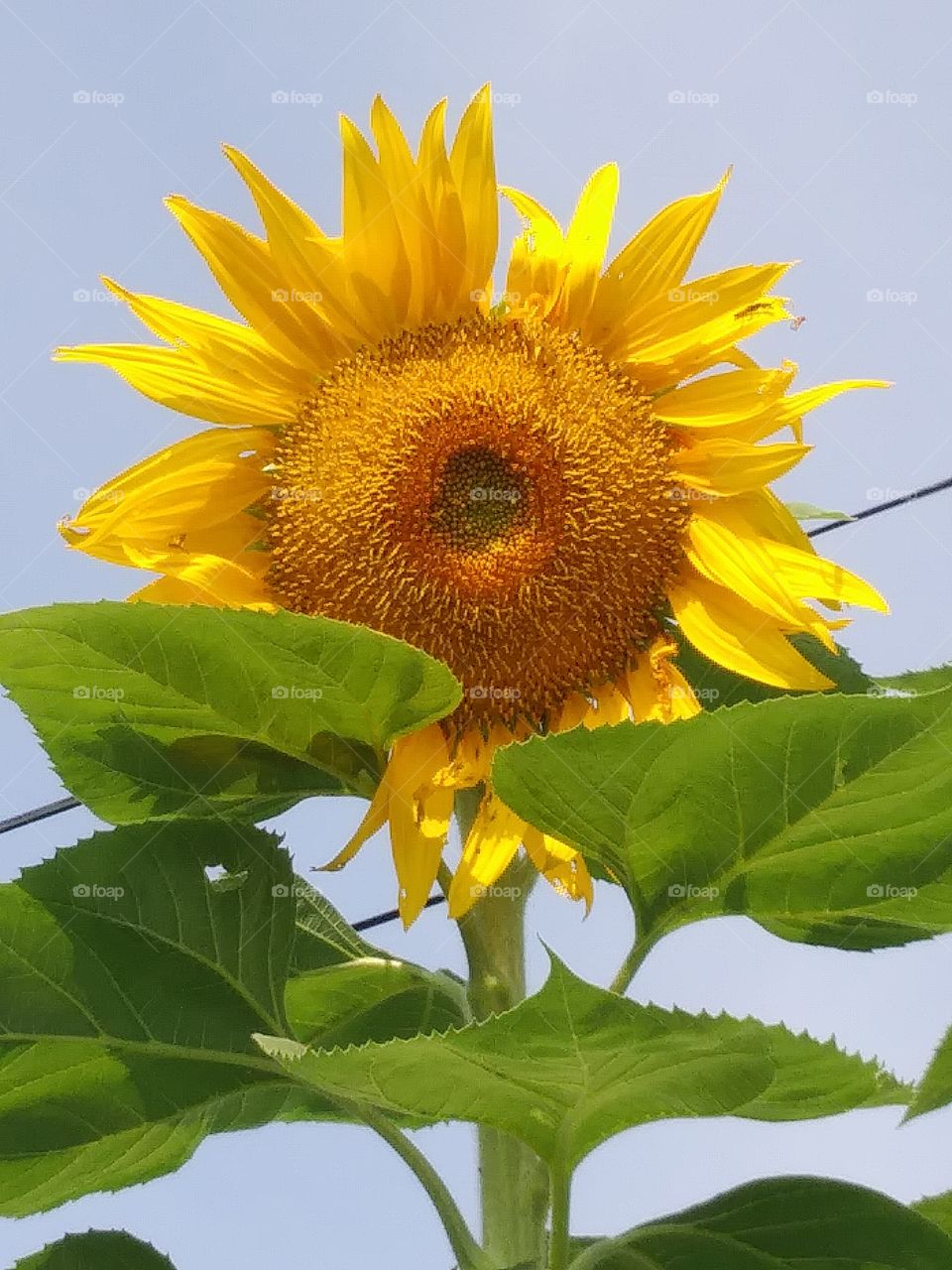 Mammoth Sunflower

I grew this sunflower in my garden here in Nebraska this year (2018).