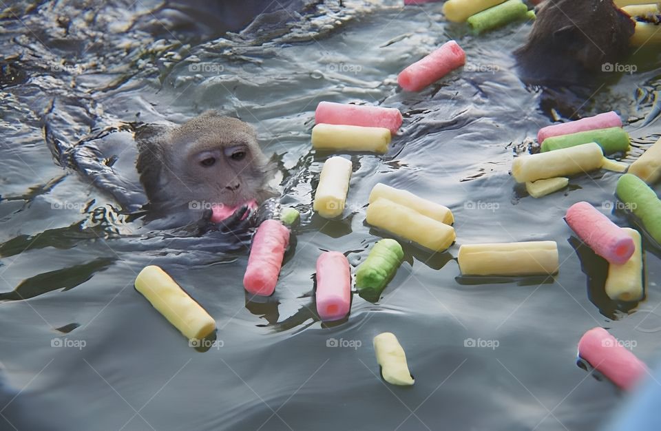 monky swim playing eat and chilling