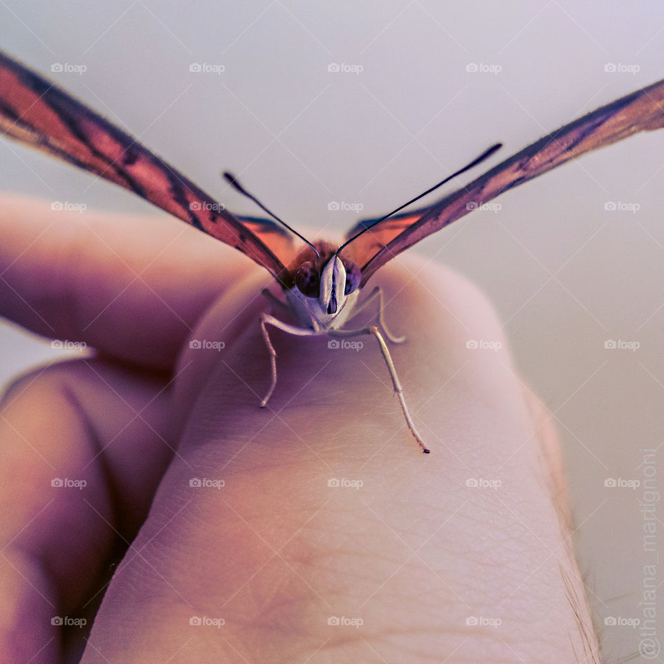 Fly, butterfly 
