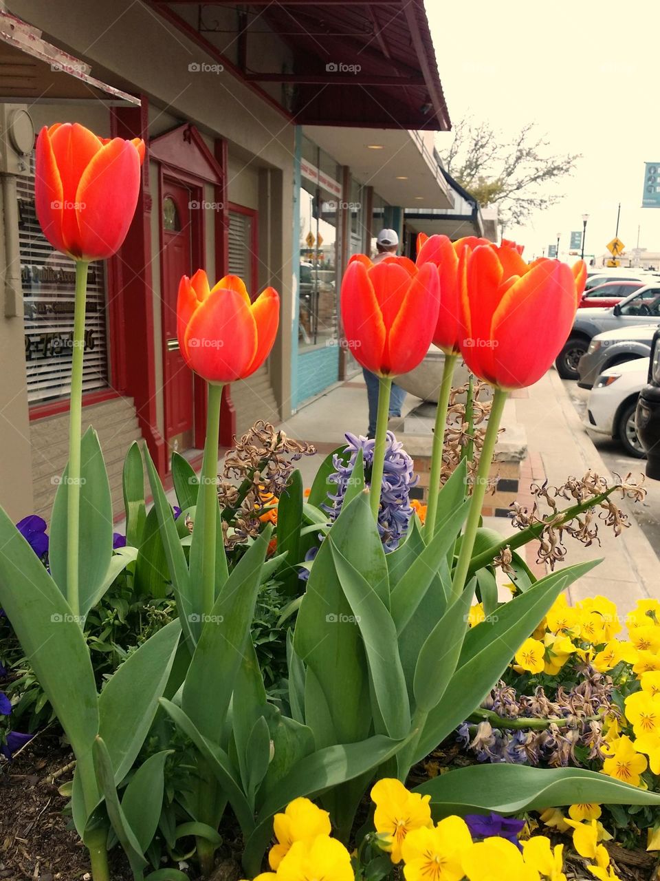 Flower Pots with Tulips in an Urban setting