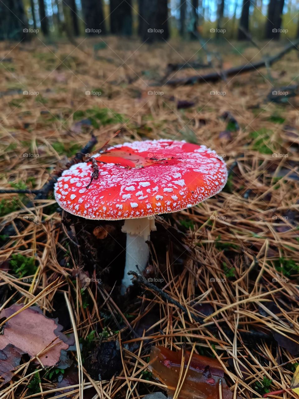 red fly agaric in autumn leaves