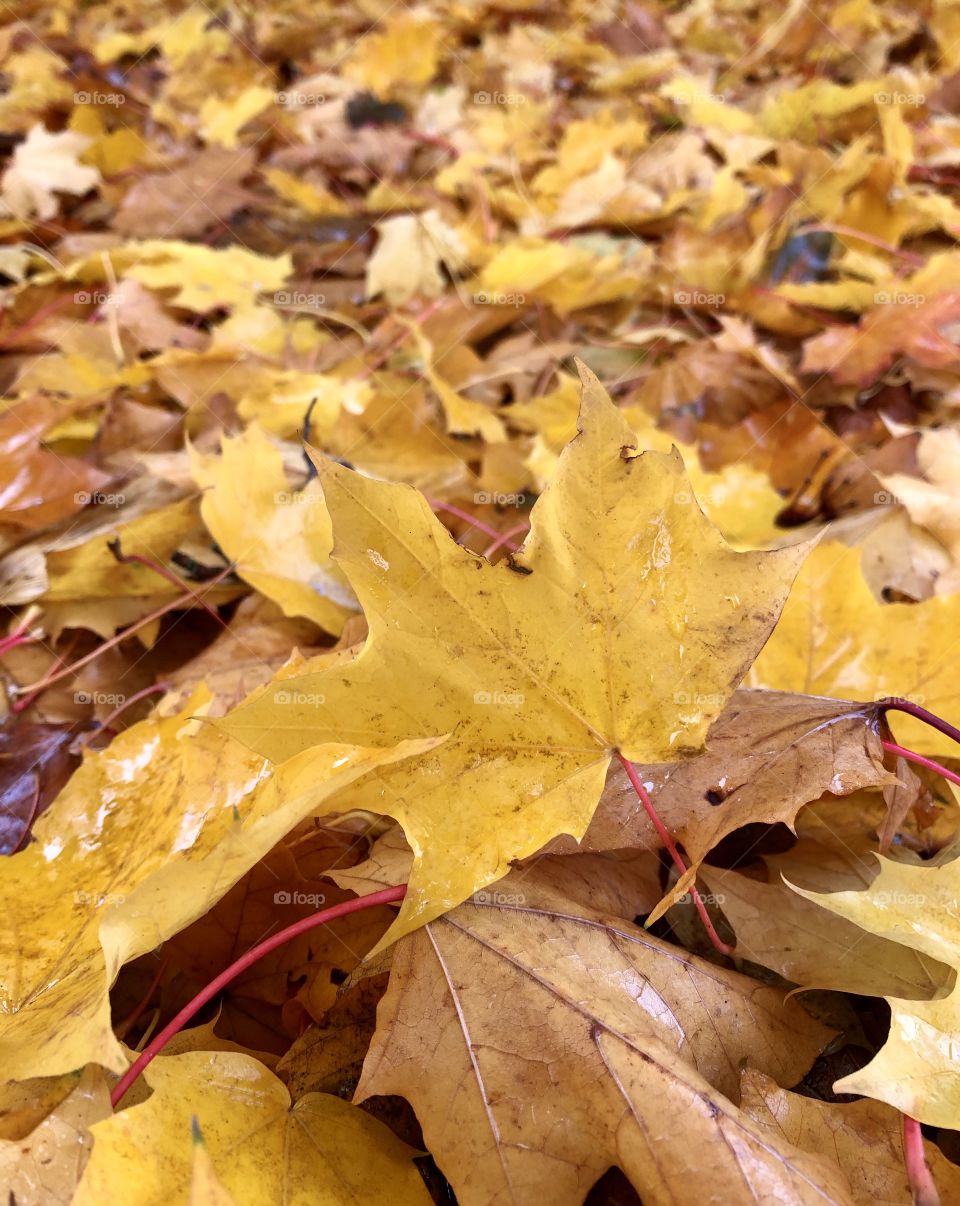 Autumn leafs on a rainy day