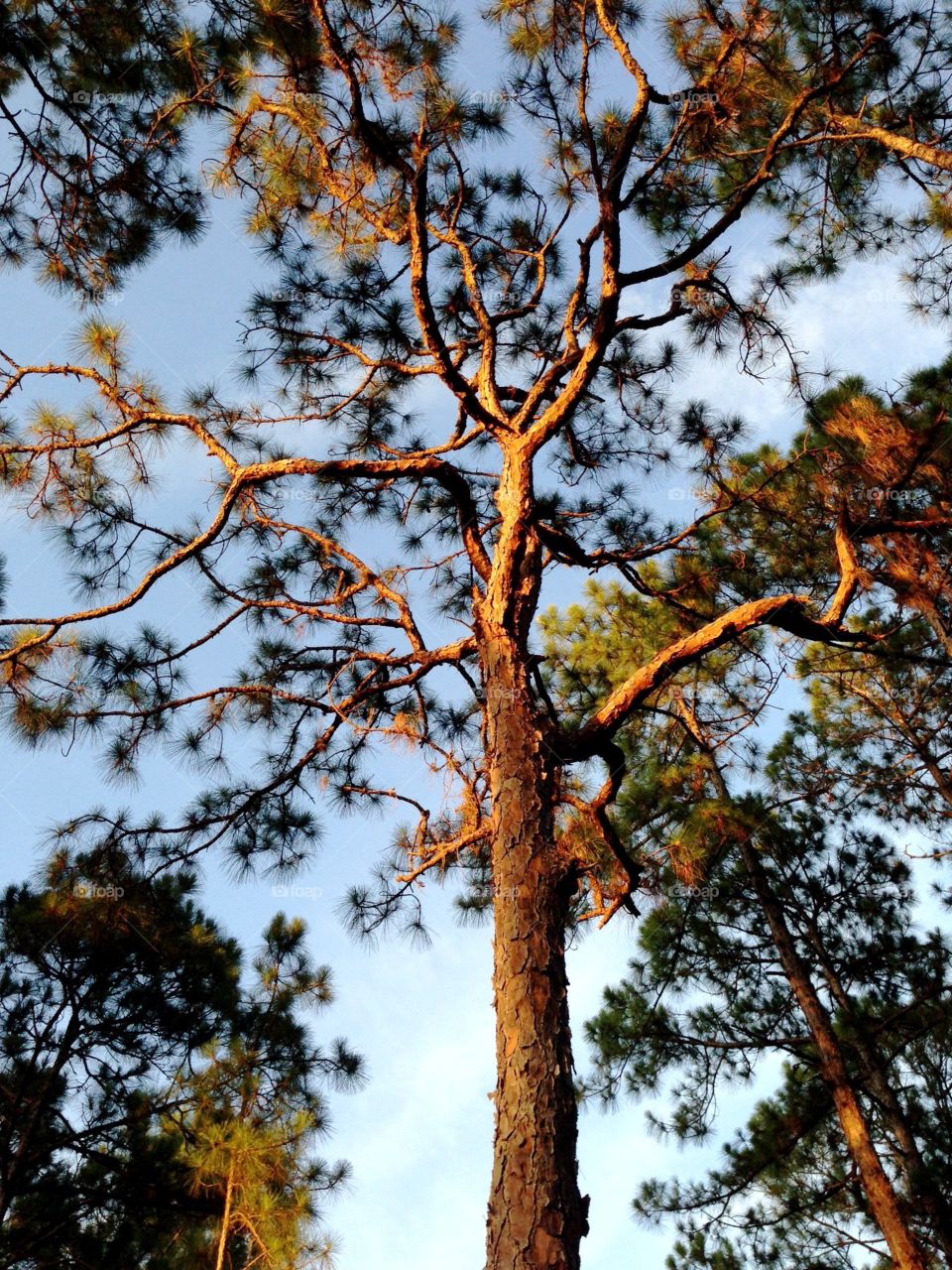 Pine tree in the golden hour. Pine tree in the golden hour