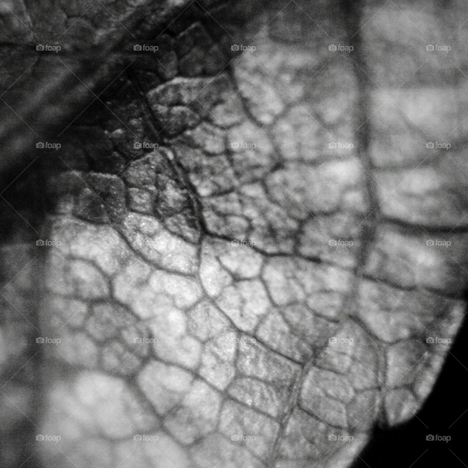 Close up of leaf  - Black and white is my true nature