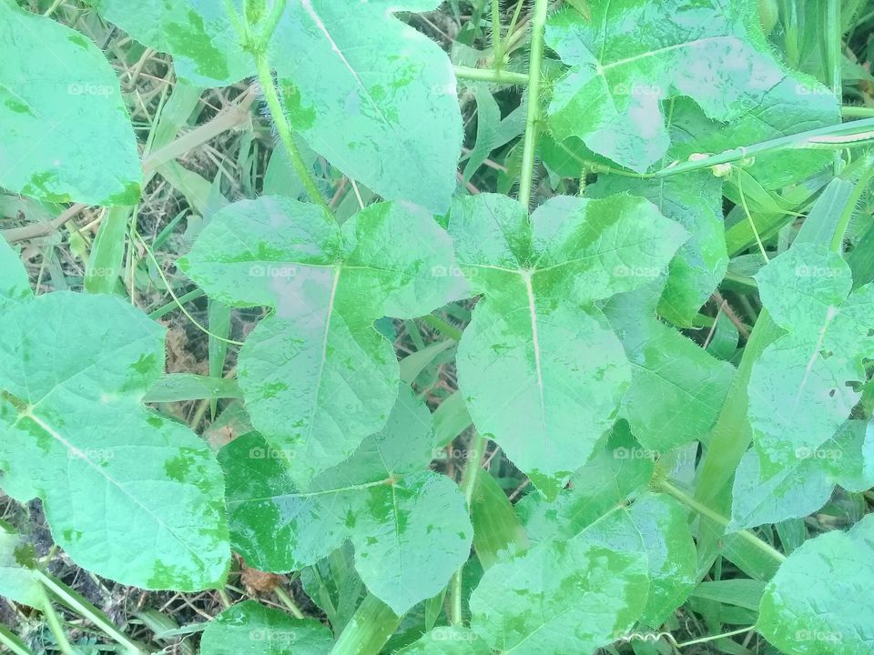 passiflora factida.this weed grows in tropical climates and contains toxins that can inhibit the growth of agricultural