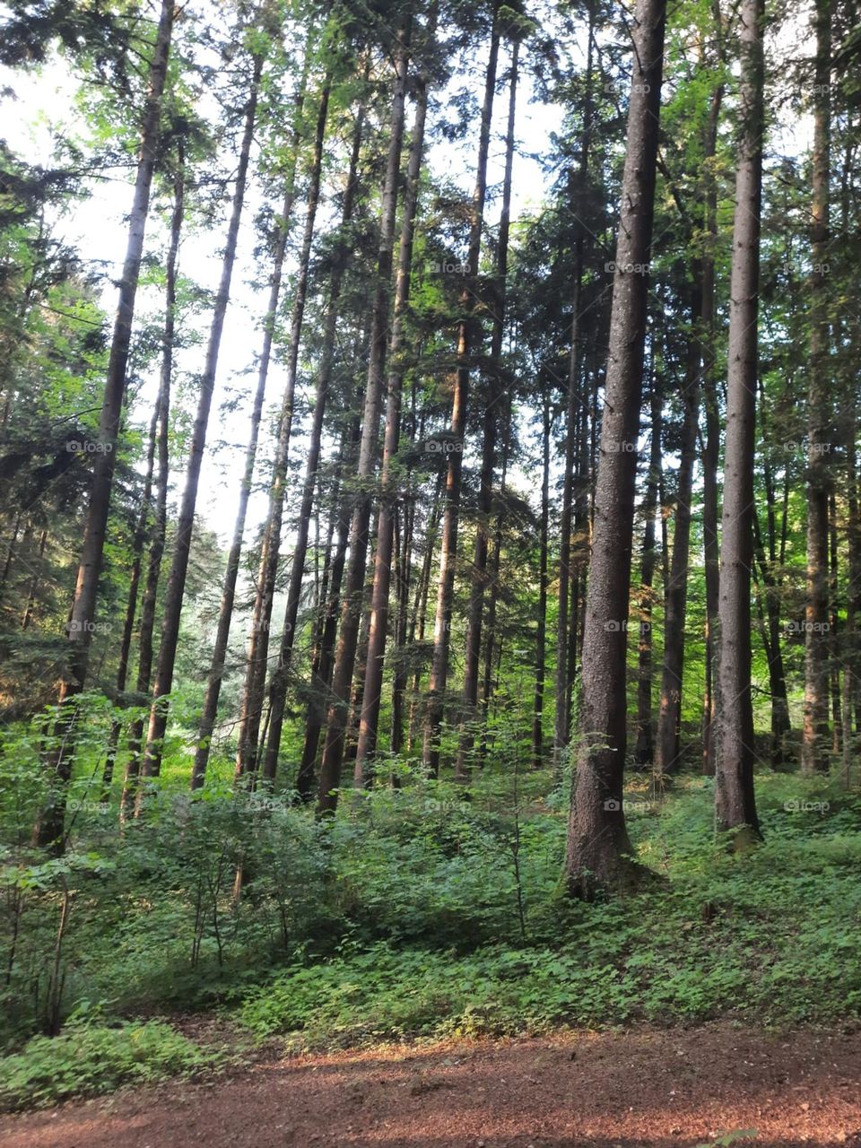 Wald