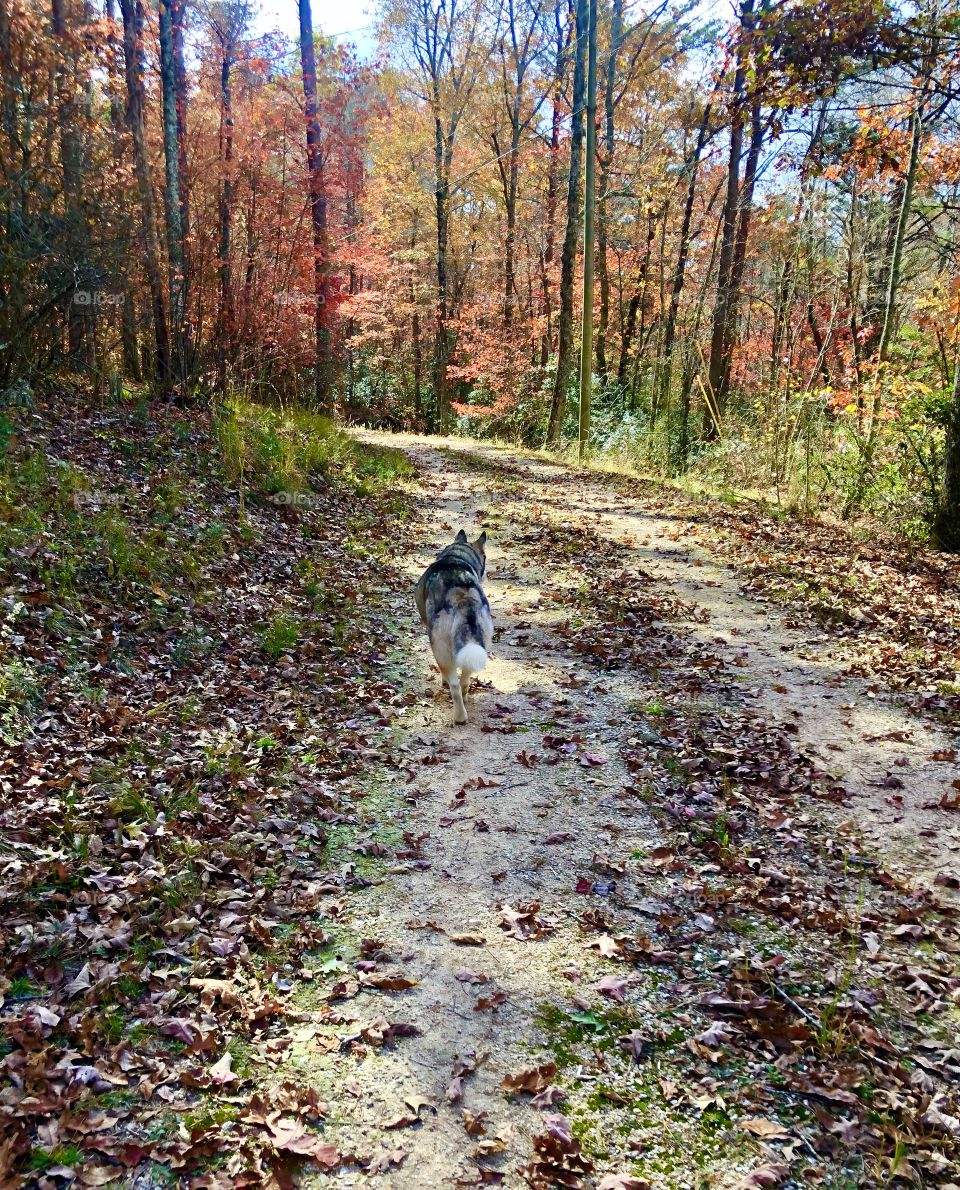 Dog walking away on path 