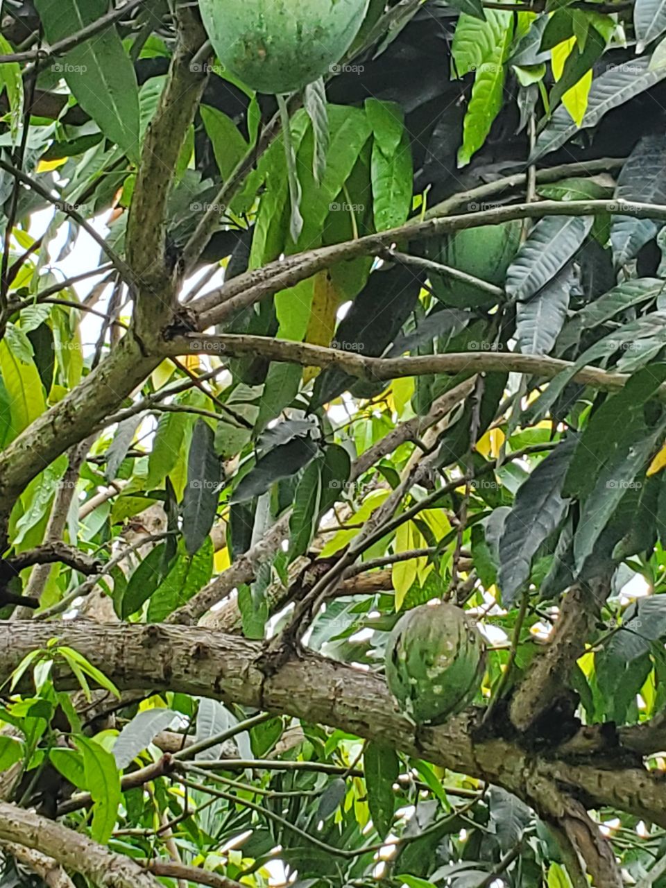 mango tree
