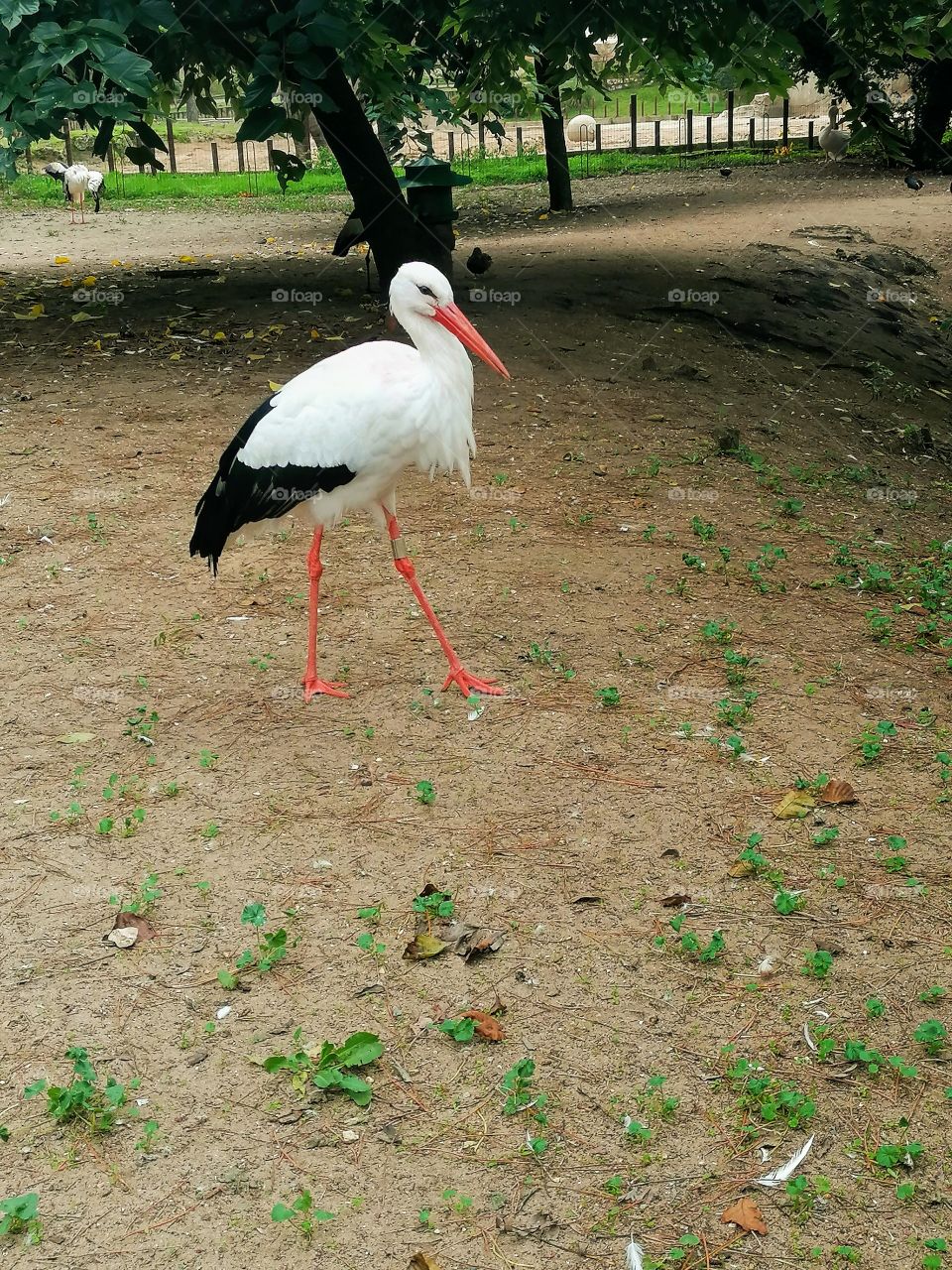 Cigogne