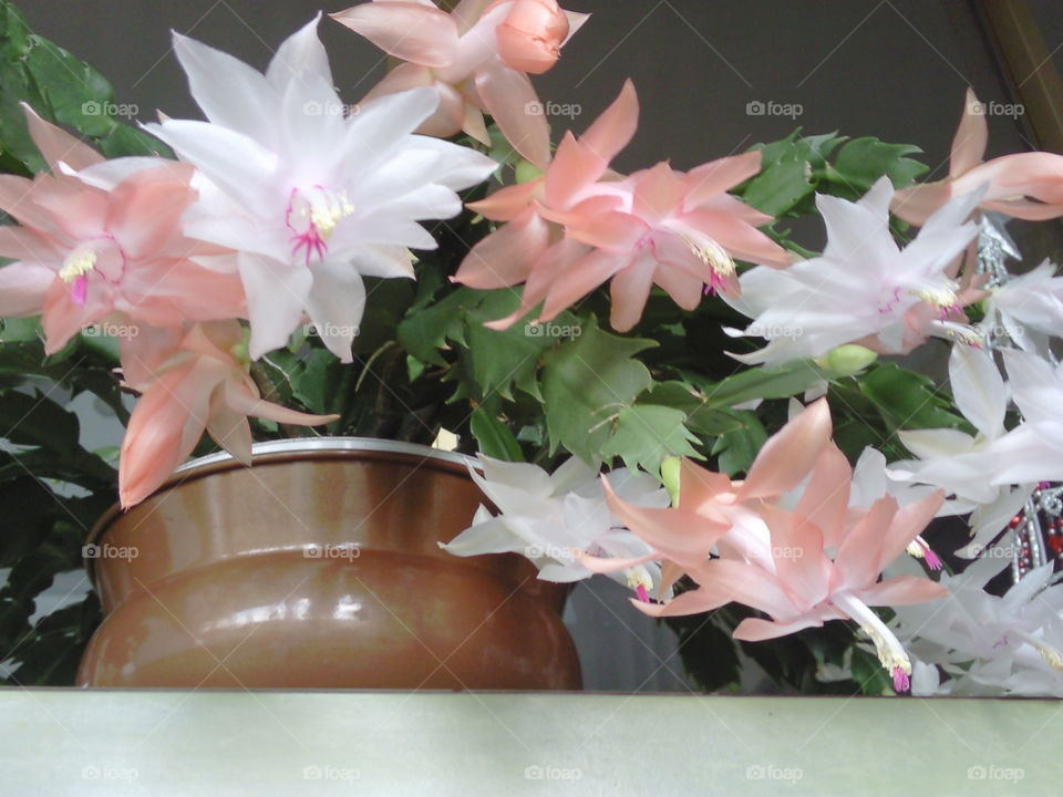 Christmas cactus in bloom. Christmas cactus