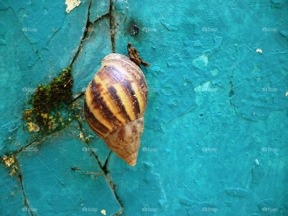 hanging on the wall. small animal hanging on the green wall