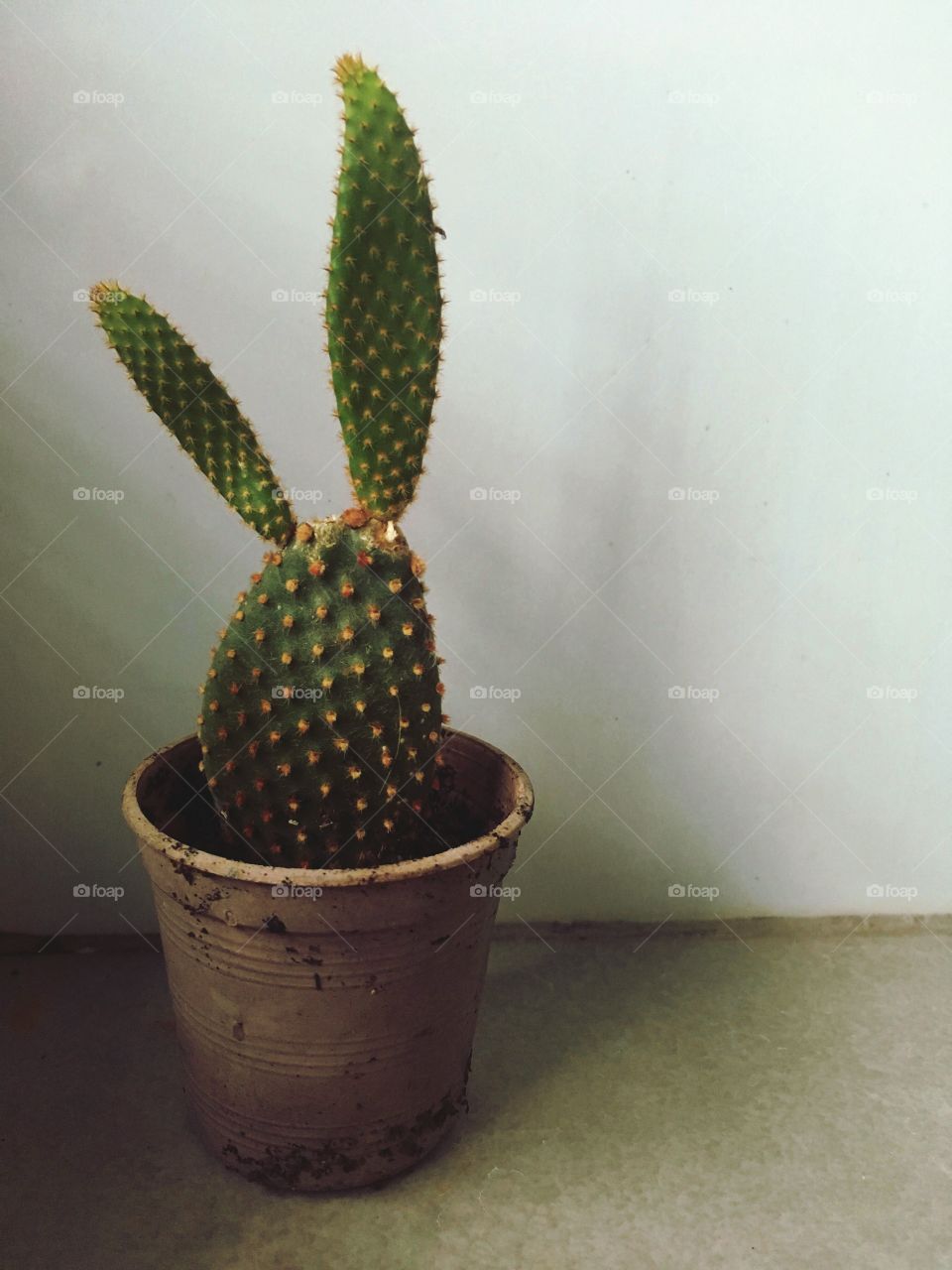 Bunny playboy shape of cactus