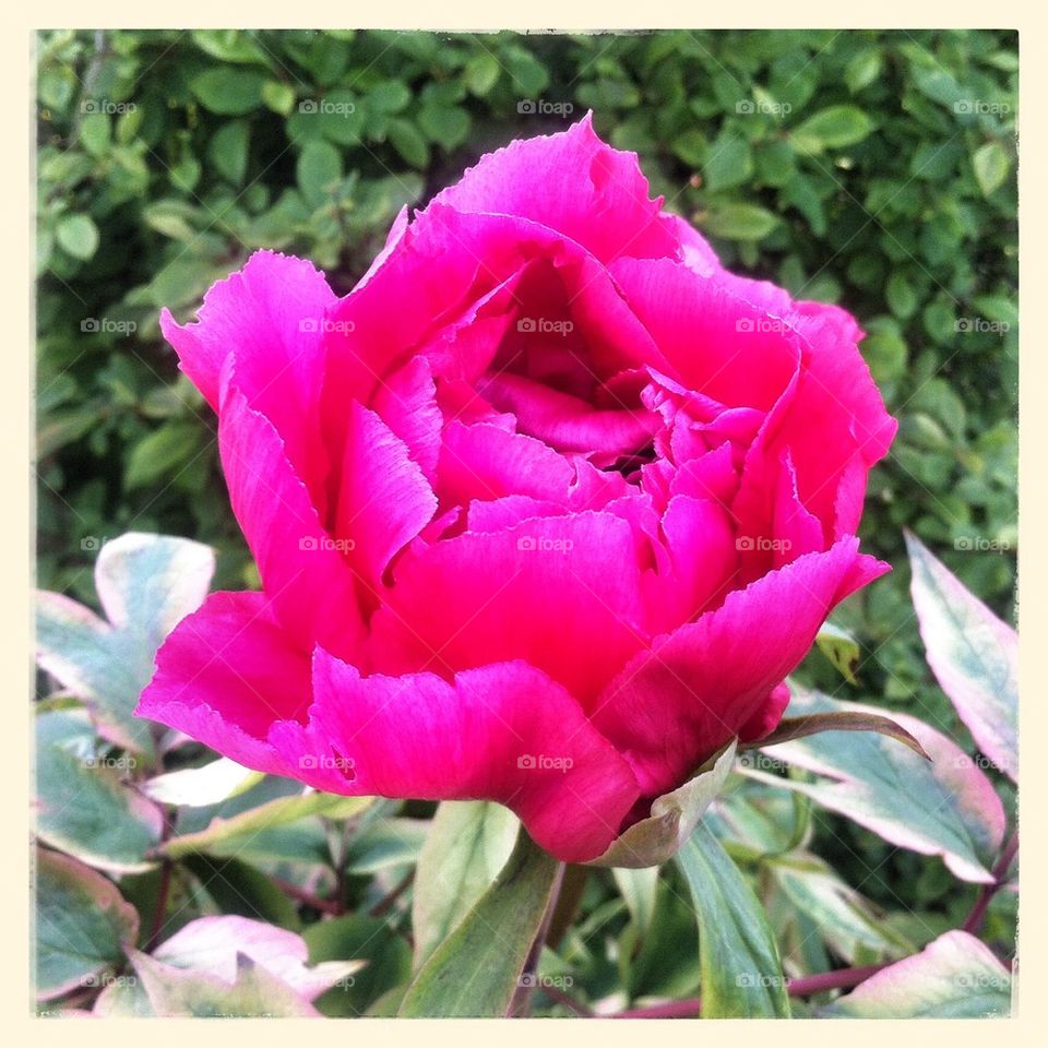 Peony flower