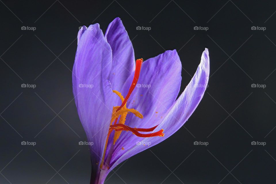 purple flower with black background